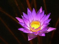 133235475_e2838d4a52_m.jpg