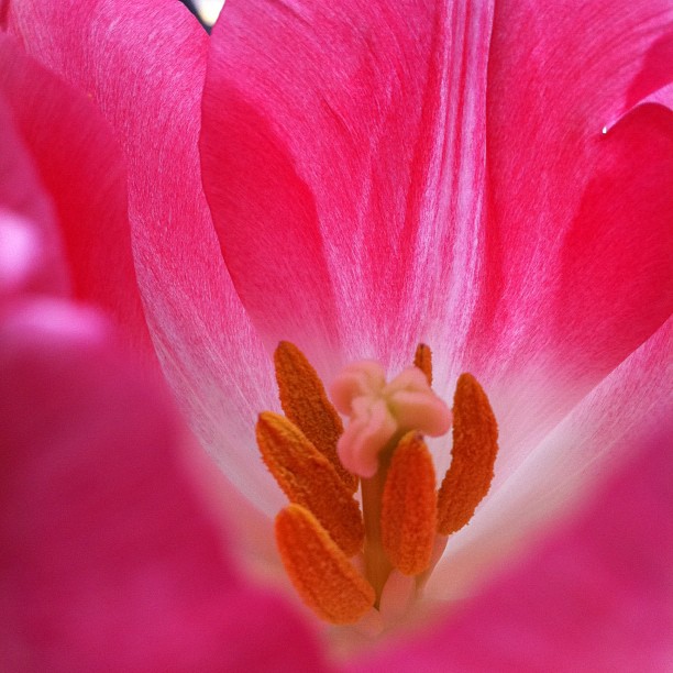pinktulip