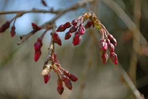 Cherry Tree