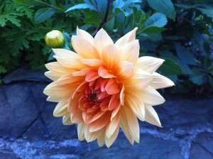 IMG_1352 Creation