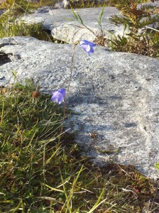IMG_1699 Burren Wildflowers