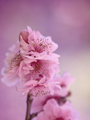 blossomtime blossomtime