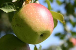 applebymidnightcomm Apple