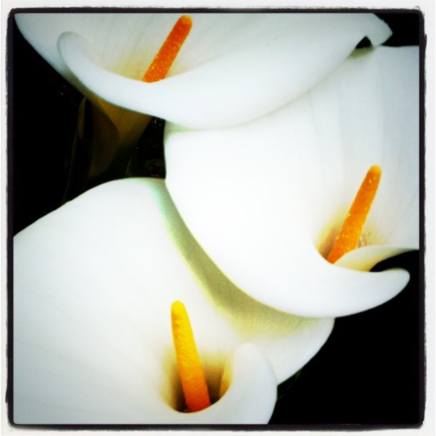 threelillies