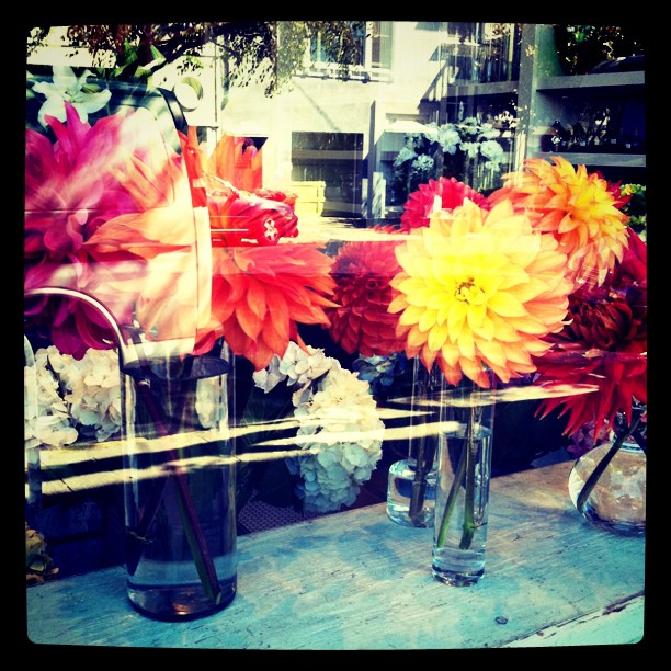 dahliasinthewindow