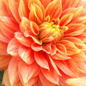dahlia