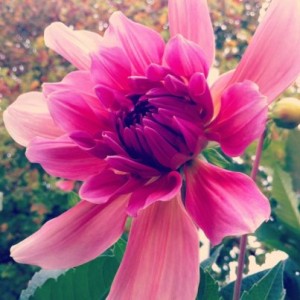 dahlia_stanfordshopcenter