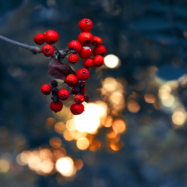 berriesandlights