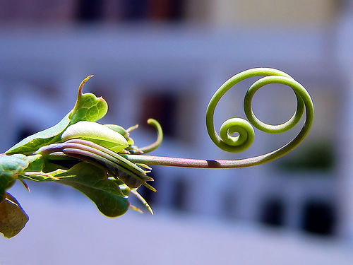 tendril by hamed saber