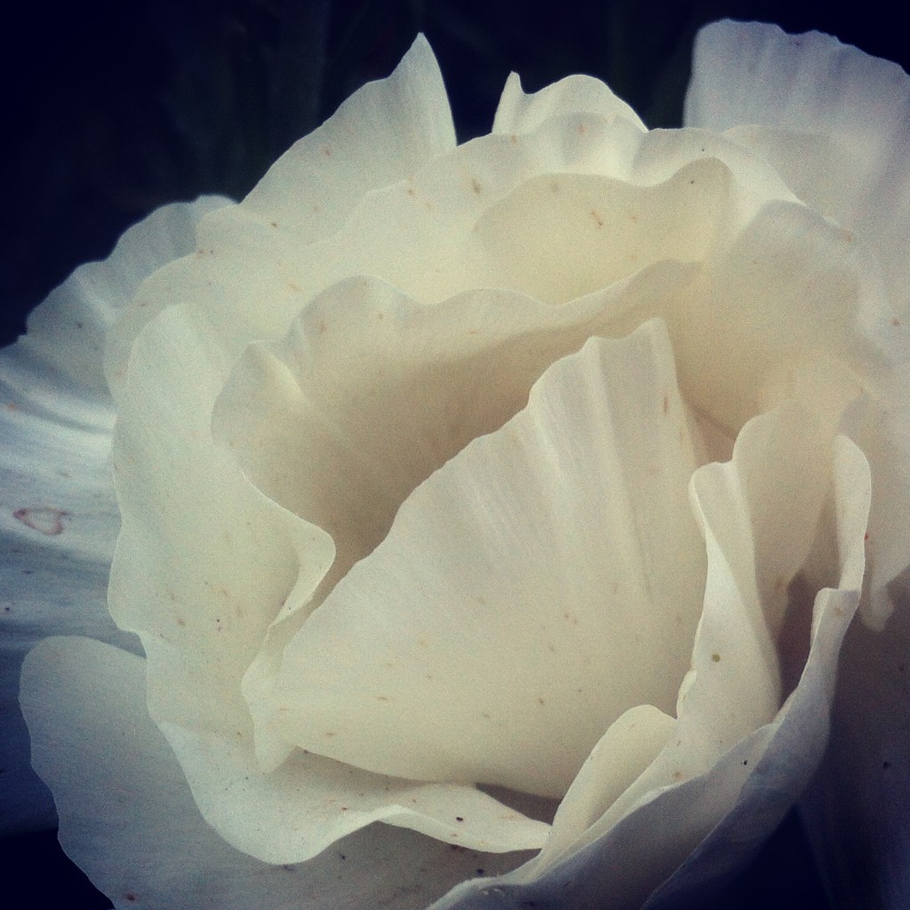 photo (8)