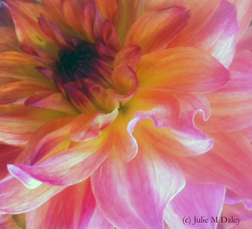 dahlia2015