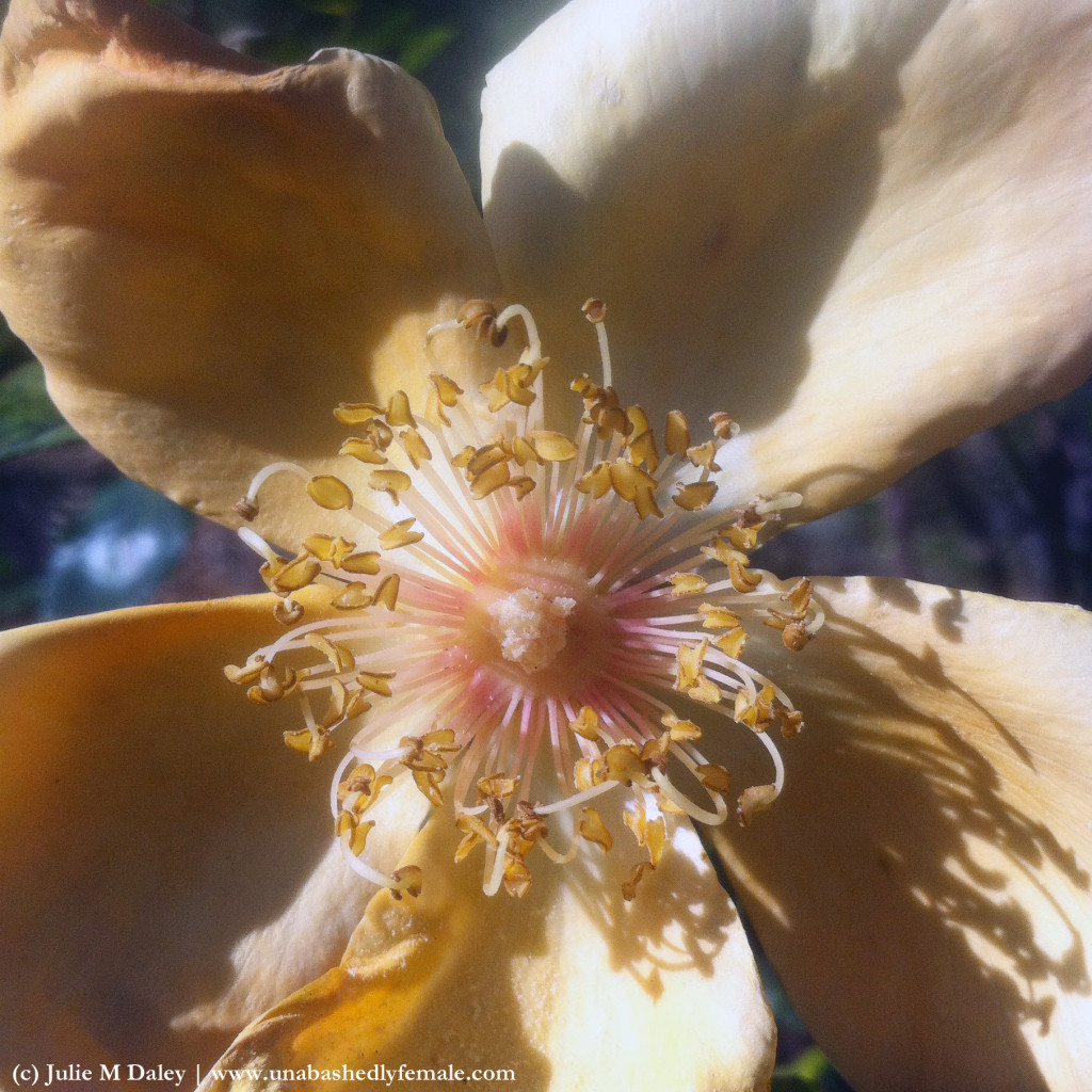 reteachathingitslovelinessrosenoquote